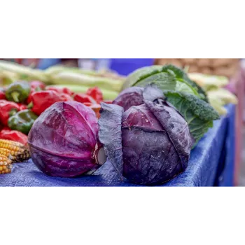 Cabbage (37)-612676-7167.webp